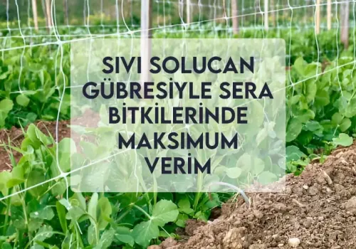 Sıvı Solucan Gübresiyle Sera Bitkilerinde Maksimum Verim