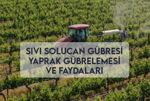 Sıvı Solucan Gübresi Yaprak Gübrelemesi Ve Faydaları