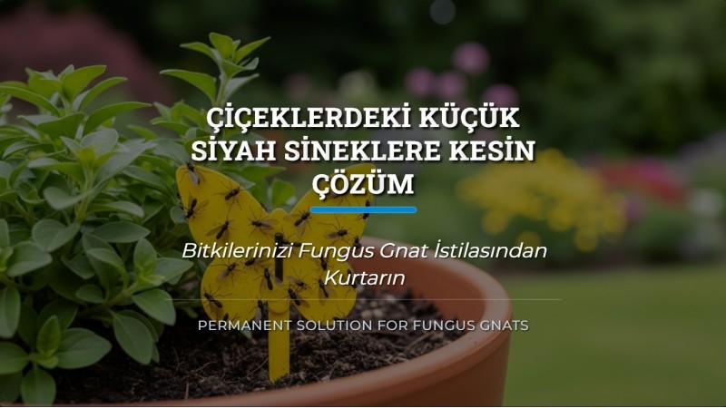 Çiçeklerdeki Küçük Siyah Sineklere Kesin Çözüm