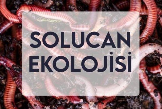 Solucan Ekolojisi