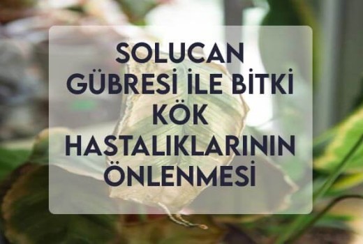 Solucan Gübresi ile Bitki Kök Hastalıklarının Önlenmesi