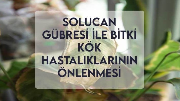 Solucan Gübresi ile Bitki Kök Hastalıklarının Önlenmesi Solucan Gübresi ile Bitki Kök Hastalıklarının Önlenmesi