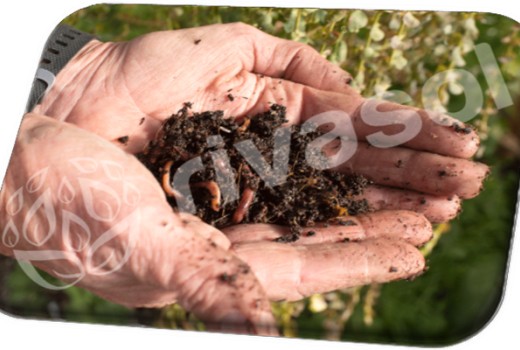 Solucan Gübresi İle Daha Sağlıklı Daha Doğal Ürünler Yetiştirin | Rivasol