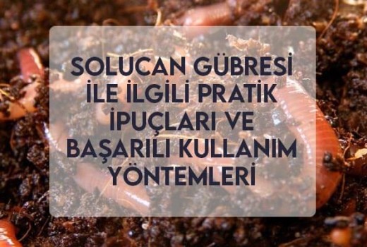 Solucan Gübresi ile İlgili Pratik İpuçları ve Başarılı Kullanım Yöntemleri