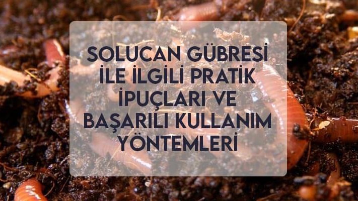 Solucan Gübresi ile İlgili Pratik İpuçları ve Başarılı Kullanım Yöntemleri