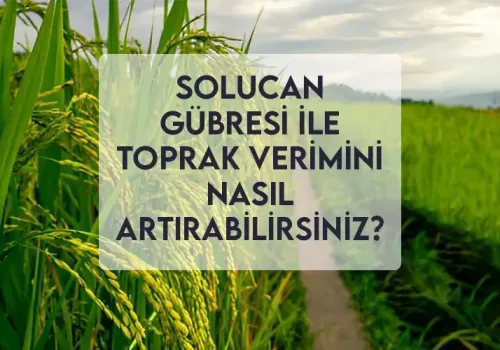 Solucan Gübresi ile Toprak Verimini Nasıl Artırabilirsiniz?