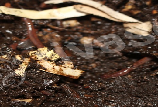 Solucan Gübresi Karlı Bir İş midir?