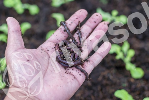 Solucan Gübresi Yararı Nedir  ? | Rivasol