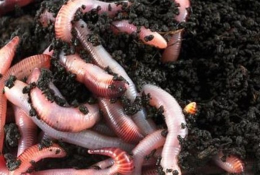 Solucan Gübresi İçeriği Nedir ? | Rivasol