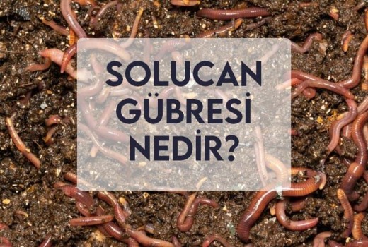 Solucan Gübresi Nedir?