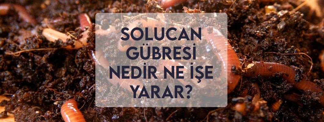 Solucan Gübresi Nedir Ne İşe Yarar? Solucan Gübresi Nedir Ne İşe Yarar?