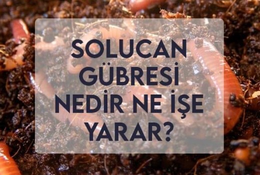 Solucan Gübresi Nedir Ne İşe Yarar?