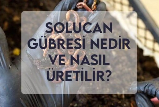 Solucan Gübresi Nedir ve Nasıl Üretilir?