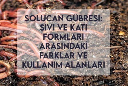 Solucan Gübresi: Sıvı ve Katı Formları Arasındaki Farklar ve Kullanım Alanları