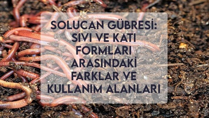 Solucan Gübresi: Sıvı ve Katı Formları Arasındaki Farklar ve Kullanım Alanları Solucan Gübresi: Sıvı ve Katı Formları Arasındaki Farklar ve Kullanım Alanları