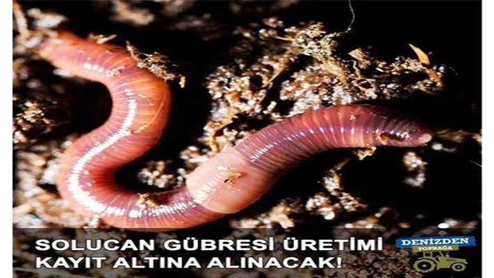 Solucan Gübresi Üretimi Kayıt Altına Alınacak! Solucan Gübresi Üretimi Kayıt Altına Alınacak!