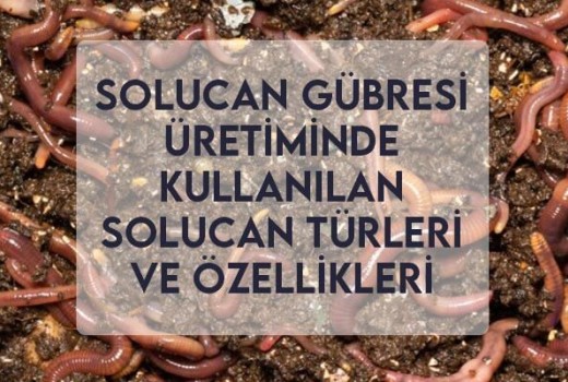 Solucan Gübresi Üretiminde Kullanılan Solucan Türleri ve Özellikleri