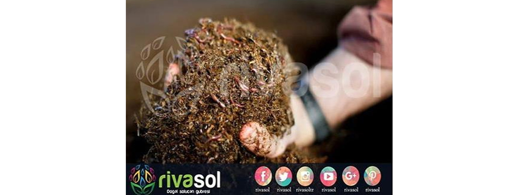 Solucan Gübresinin Tarım ve Toprak Üzerine Etkileri | Rivasol Solucan Gübresinin Tarım ve Toprak Üzerine Etkileri | Rivasol