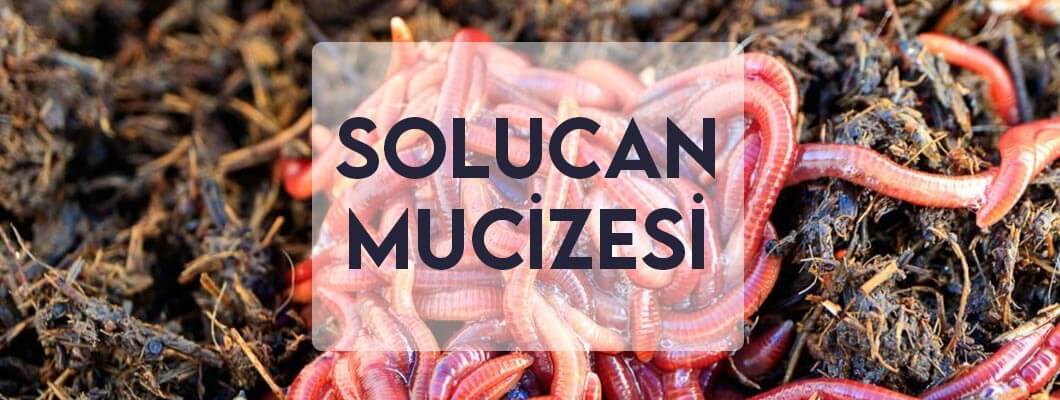Solucan Mucizesi Solucan Mucizesi