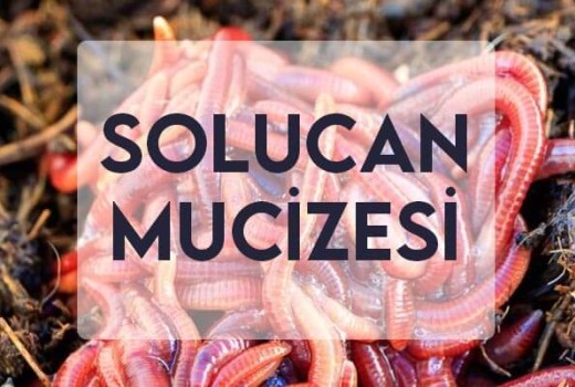 Solucan Mucizesi