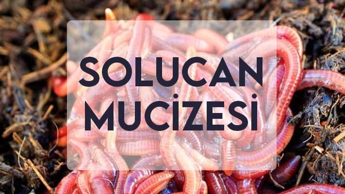 Solucan Mucizesi Solucan Mucizesi