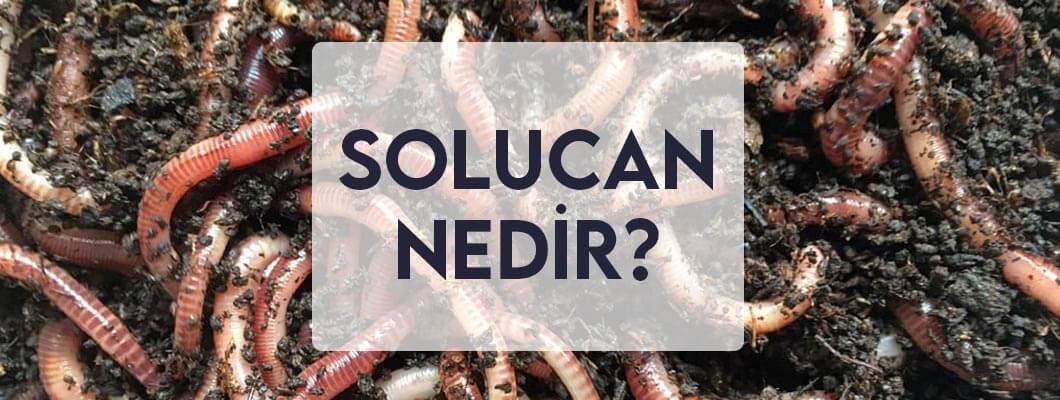 Solucanlar Solucanlar
