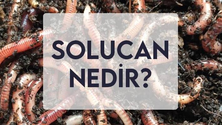 Solucanlar Solucanlar