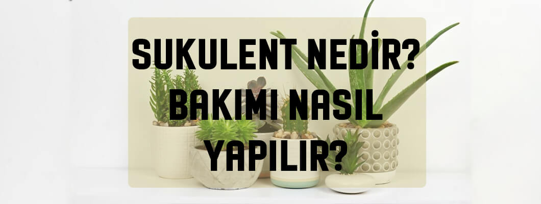 Sukulent Bakımı Nasıl Yapılır ? Sukulent Nedir ? Sukulent Bakımı Nasıl Yapılır ? Sukulent Nedir ?
