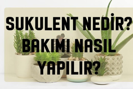 Sukulent Bakımı Nasıl Yapılır ? Sukulent Nedir ?