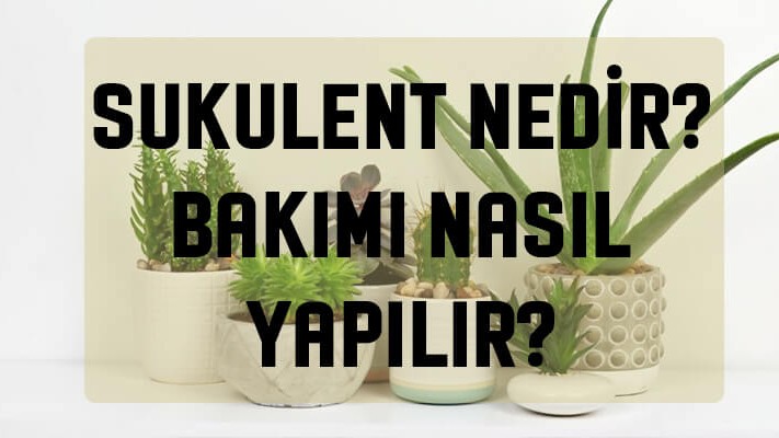 Sukulent Bakımı Nasıl Yapılır ? Sukulent Nedir ? Sukulent Bakımı Nasıl Yapılır ? Sukulent Nedir ?
