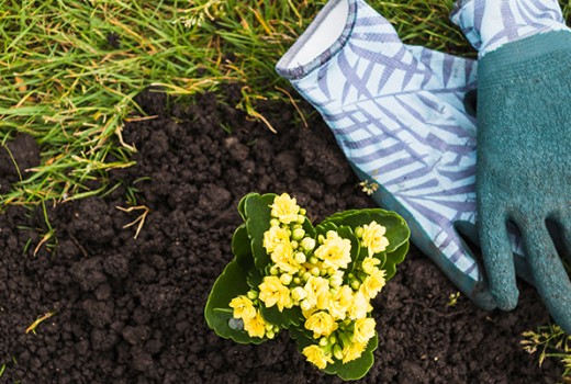 Toprak Bakımında Vermikompost