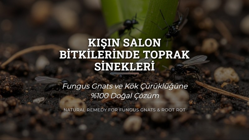 Salon Bitkilerinde Toprak Sineklerine Son: %100 Doğal Çözüm