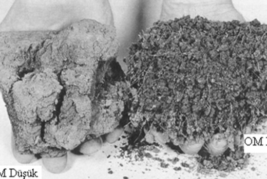 Toprak Verimliliğinde Organik Maddenin Önemi