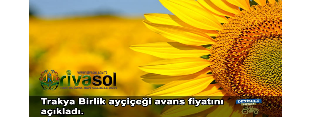 2020 Ayçiçek Ton Fiyatı Ne Kadar? Ayçiçek Alım Fiyatı ? | Rivasol 2020 Ayçiçek Ton Fiyatı Ne Kadar? Ayçiçek Alım Fiyatı ? | Rivasol