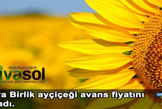 2020 Ayçiçek Ton Fiyatı Ne Kadar? Ayçiçek Alım Fiyatı ?