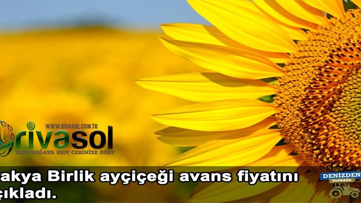 2020 Ayçiçek Ton Fiyatı Ne Kadar? Ayçiçek Alım Fiyatı ? 2020 Ayçiçek Ton Fiyatı Ne Kadar? Ayçiçek Alım Fiyatı ?