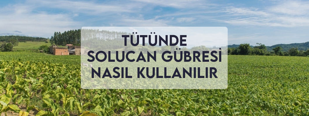 Tütün Solucan Gübresi Nasıl Kullanılır? Tütün Solucan Gübresi Nasıl Kullanılır?