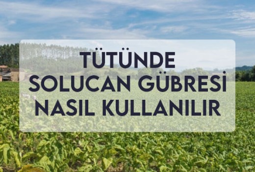 Tütün Solucan Gübresi Nasıl Kullanılır?