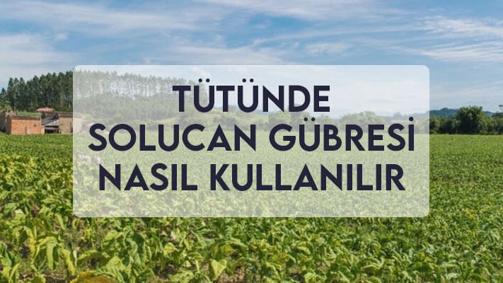 Tütün Solucan Gübresi Nasıl Kullanılır? Tütün Solucan Gübresi Nasıl Kullanılır?