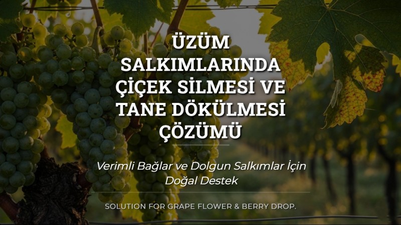 Üzüm Salkımlarında Çiçek Silmesi ve Tane Dökülmesi Çözümü