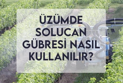 Üzümde Solucan Gübresi Nasıl Kullanılır?