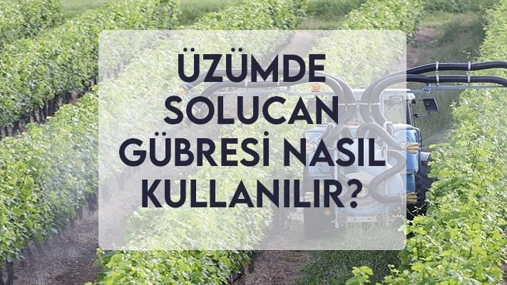 Üzümde Solucan Gübresi Nasıl Kullanılır? Üzümde Solucan Gübresi Nasıl Kullanılır?