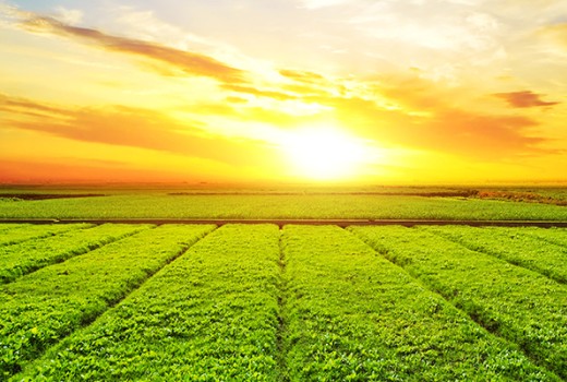 Vermikompost Ürünlerinin Eldesi ve Tarımsal Üretimde Kullanım Alternatifleri | Rivasol