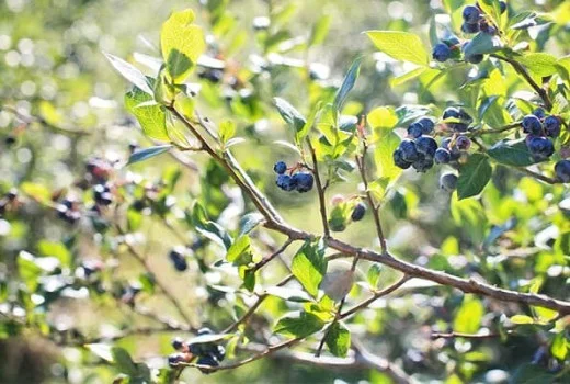 Yaban Mersini Ağaçlarında Solucan Gübresi Kullanımı | Rivasol