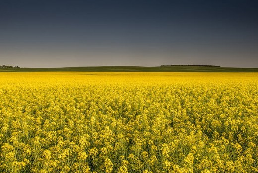 Yazlık Kanolada Solucan Gübresi Nasıl Kullanılır?