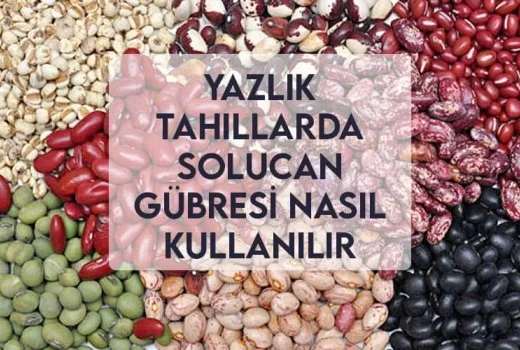 Yazlık Tahıllar Solucan Gübresi Nasıl Kullanılır