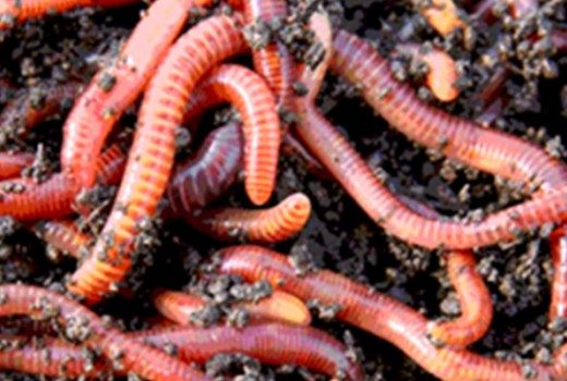 Yükselişe Geçen Solucan Gübresi Ve Hakkında Merak Edilenler