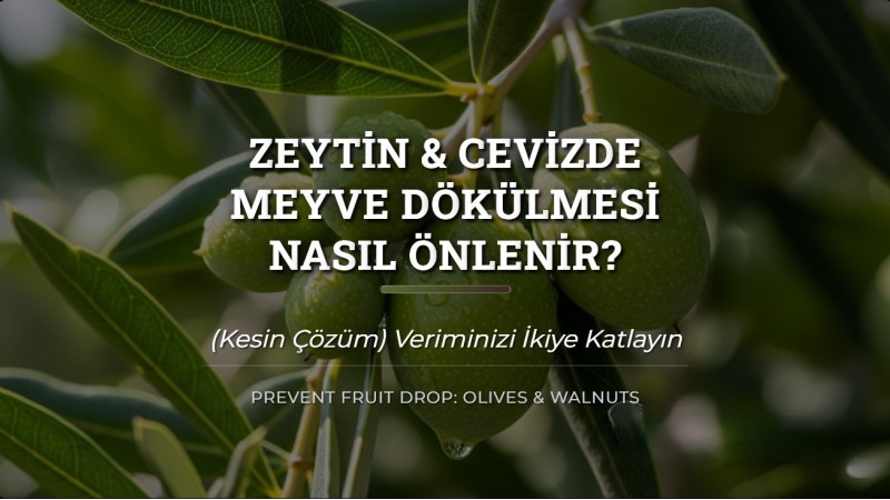 Zeytin & Cevizde Meyve Dökülmesi Nasıl Önlenir? (Kesin Çözüm)