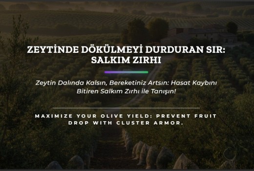Zeytinde Dökülmeyi Durduran Sır: Salkım Zırhı