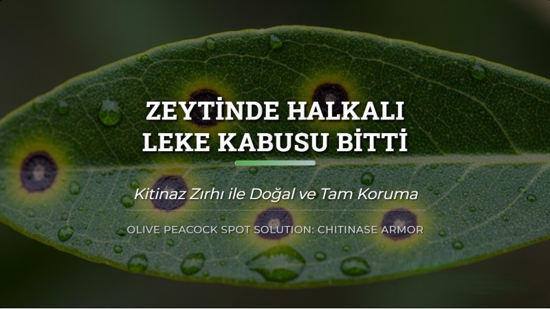 Zeytinde Halkalı Leke Kabusu Bitti: Kitinaz Zırhı